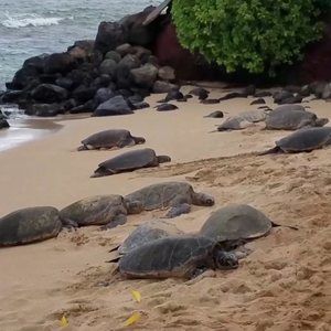 Meet your Posher, Emil